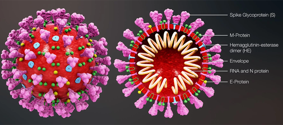 Coronavirus Diagram